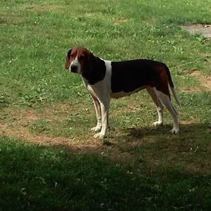 Meet your Posher, Rocky